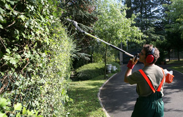 taille de haie à domicile dans le secteur de Pont de Cheruy